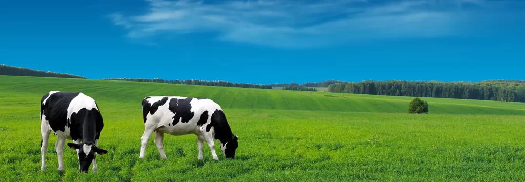 Farm cows grazing in a summer meadow