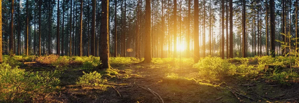 A picture of a sunset in the forrest